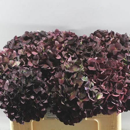 HYDRANGEA RUBY CHOCOLATE CLASSIC