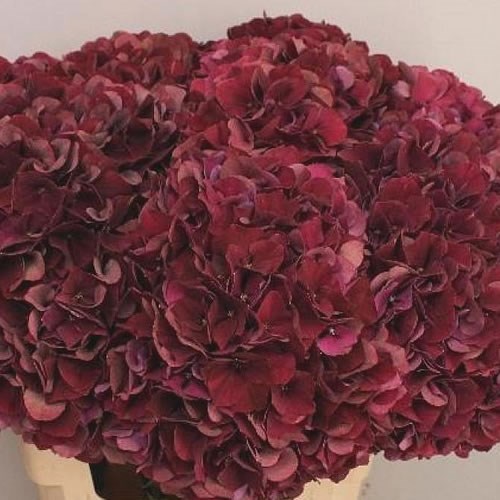 HYDRANGEA RUBY MAGENTA CLASSIC