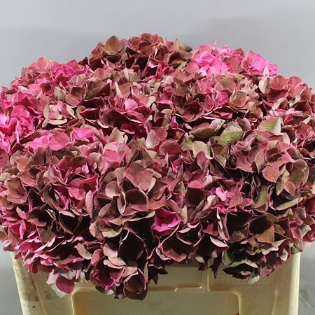 HYDRANGEA RUBY PINK CLASSIC