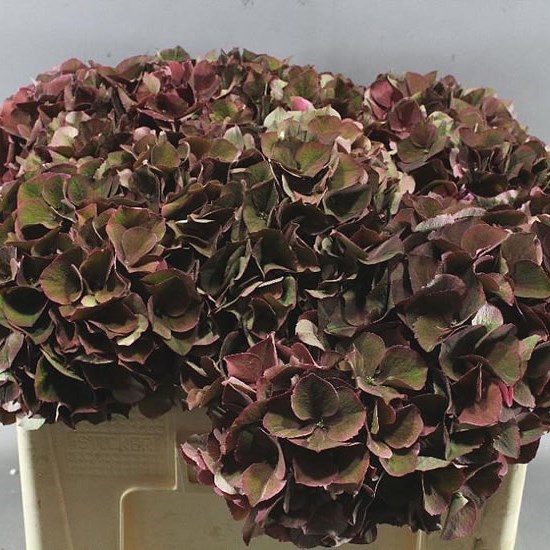 HYDRANGEA RUBY PINK CLASSIC