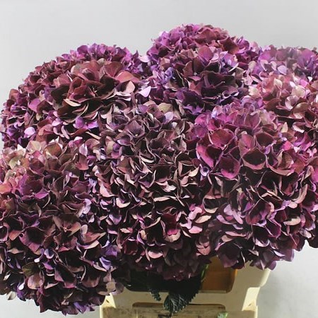 HYDRANGEA RUBY PURPLE CLASSIC