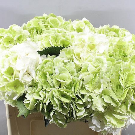 HYDRANGEA SCHNEEBALL CLASSIC