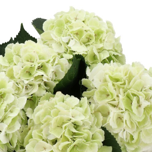 HYDRANGEA SCHNEEBALL CLASSIC