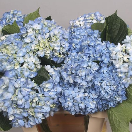 HYDRANGEA SHOCKING BLUE