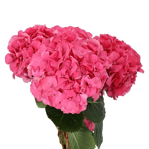 HYDRANGEA SIBILLA