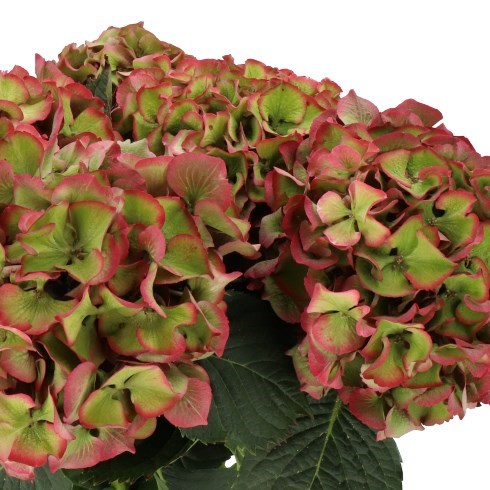 HYDRANGEA SIBILLA CLASSIC GREEN/RED