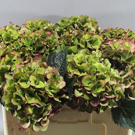 HYDRANGEA SIBILLA CLASSIC GREEN/RED