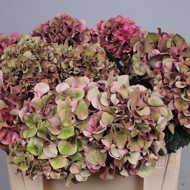 HYDRANGEA SIBILLA CLASSIC PINK