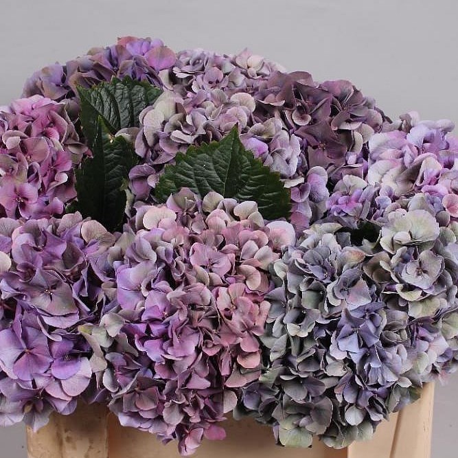HYDRANGEA SIBILLA CLASSIC PURPLE