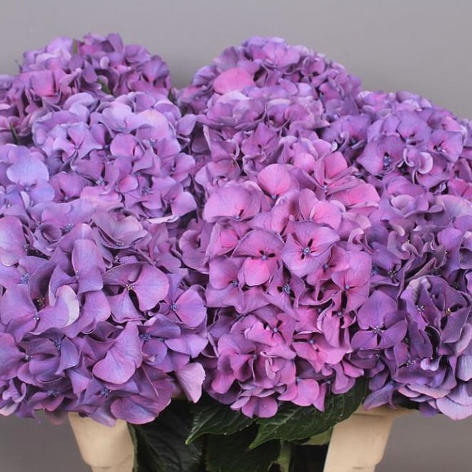 HYDRANGEA SIBILLA PURPLE