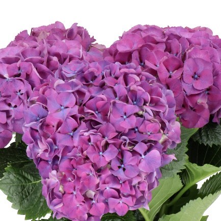 HYDRANGEA SIBILLA PURPLE