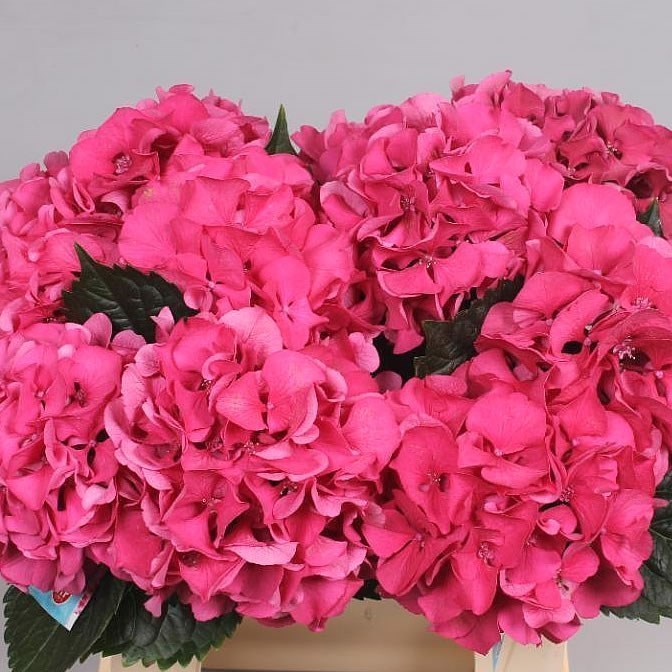 HYDRANGEA SIBILLA RED (Which is Actually Pink)