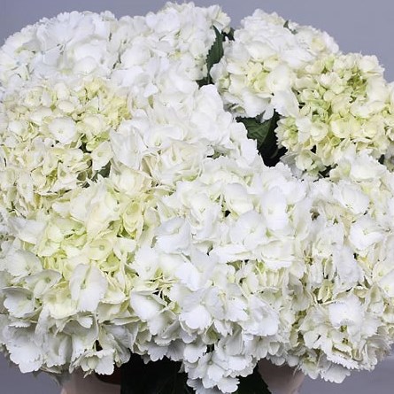 HYDRANGEA SOEUR THERESE