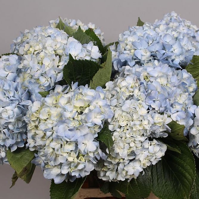 HYDRANGEA SOEUR THERESE BLUE
