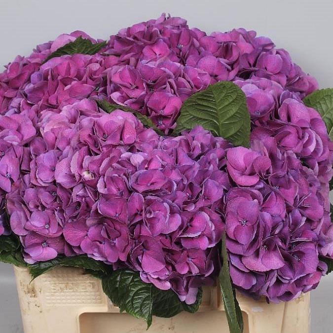 HYDRANGEA ST. TROPEZ