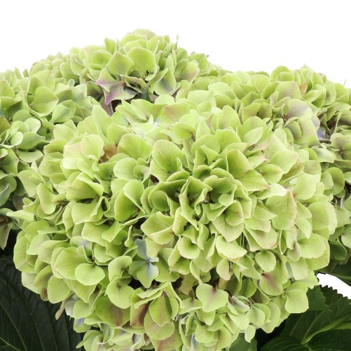 HYDRANGEA SUNSATION CLASSIC GREEN