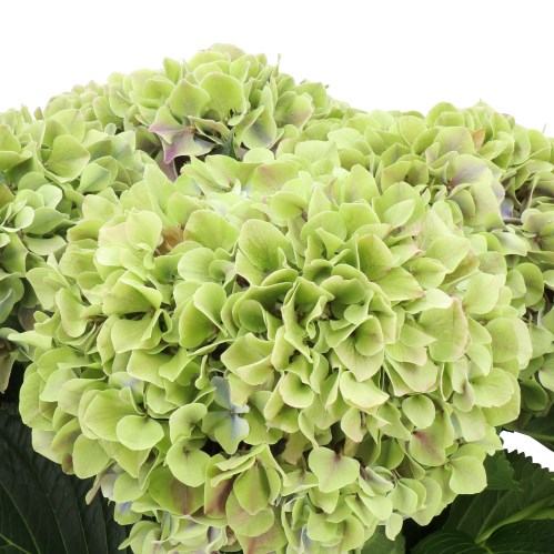 HYDRANGEA SUNSATION CLASSIC GREEN