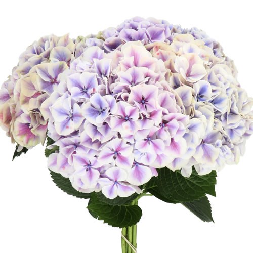 HYDRANGEA SUNSATION PURPLE