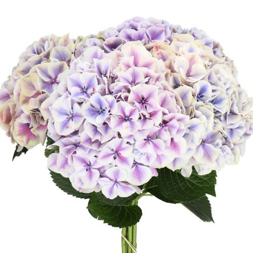 HYDRANGEA SUNSATION PURPLE