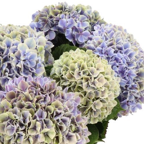 HYDRANGEA SUNSATION PURPLE CLASSIC