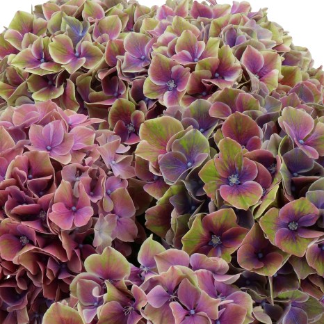 HYDRANGEA SWEET ESPERANCE CLASSIC