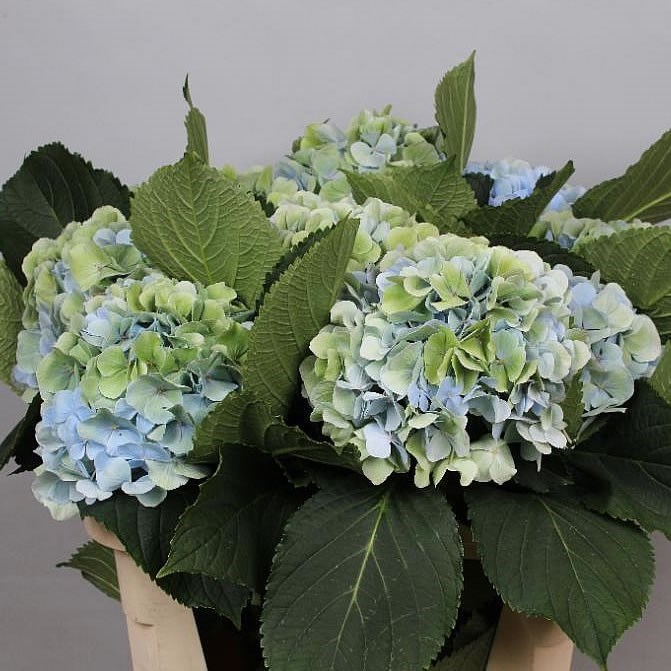 HYDRANGEA VERENA CLASSIC BLUE