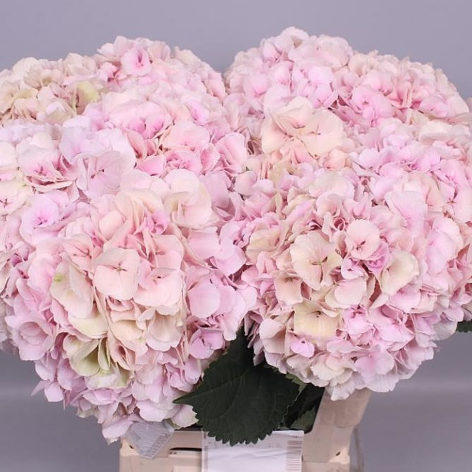 HYDRANGEA VERENA CLASSIC CHAMPAGNE