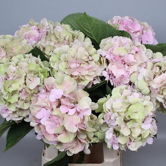 HYDRANGEA VERENA CLASSIC PINK