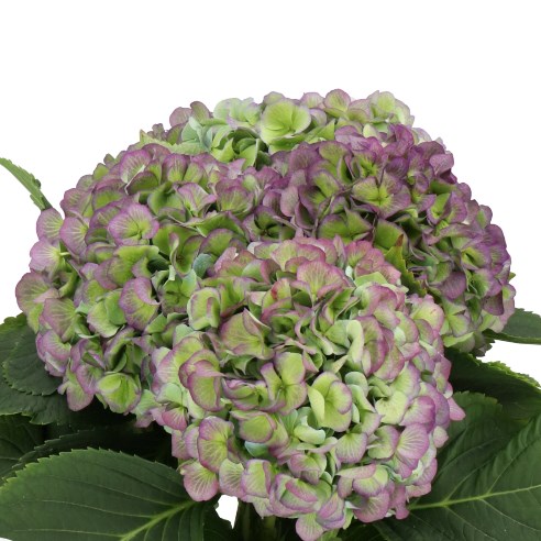 HYDRANGEA VERENA CLASSIC PURPLE