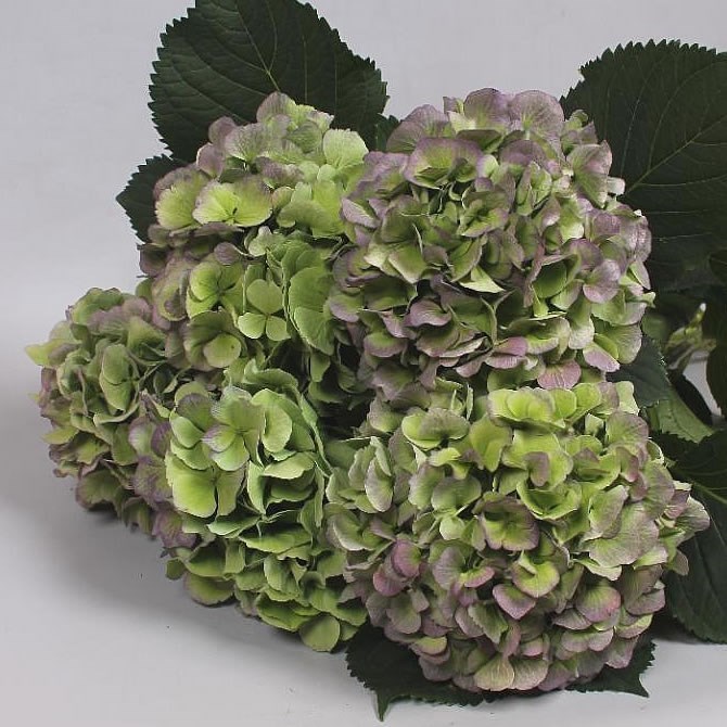 HYDRANGEA VERENA CLASSIC PURPLE