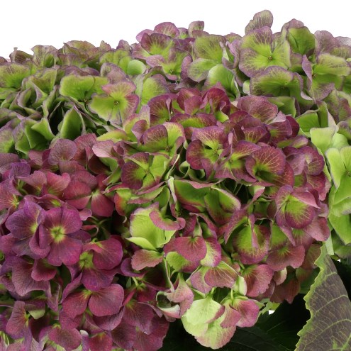 HYDRANGEA VERENA DARK PURPLE CLASSIC