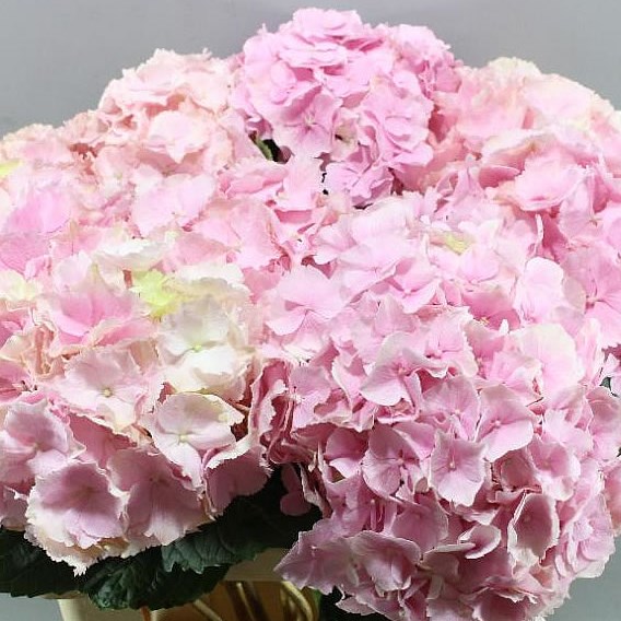 HYDRANGEA VERENA LIGHT PINK