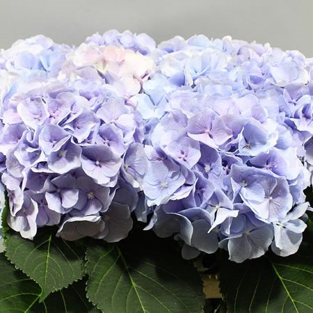 HYDRANGEA VERENA LILAC