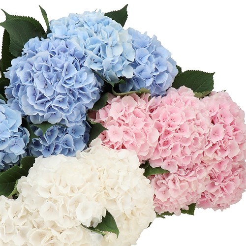 HYDRANGEA VERENA MIX