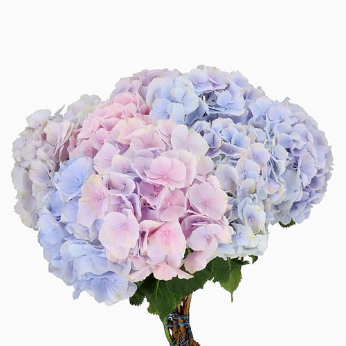 HYDRANGEA VERENA PASTEL 60cm Wholesale Dutch Flowers & Florist