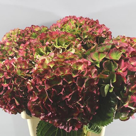 HYDRANGEA VUURBAAK