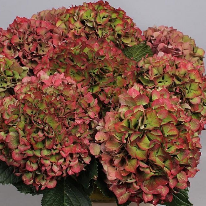 HYDRANGEA VUURBAAK