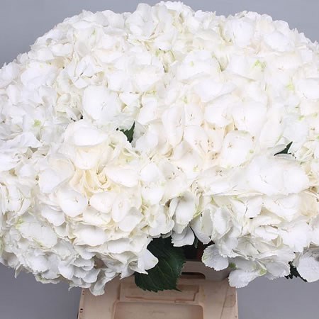 HYDRANGEA WHITE VERENA