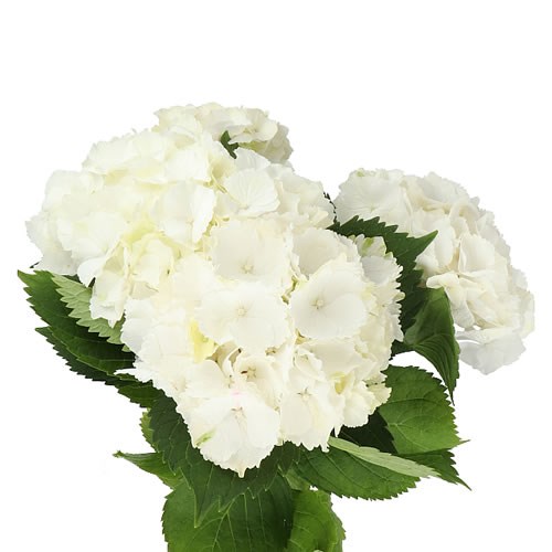HYDRANGEA WHITE VERENA