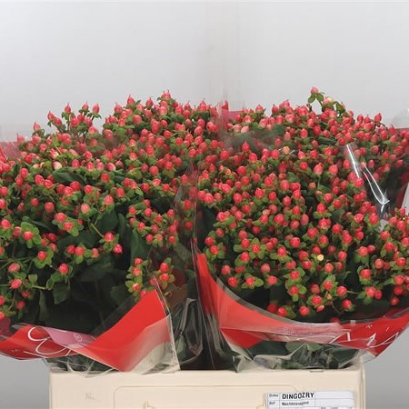 HYPERICUM BLUSHING ROMANCE
