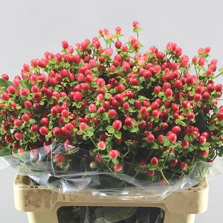 HYPERICUM COCO FIESTA