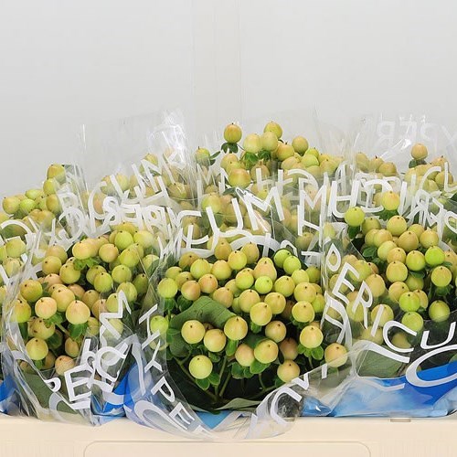 HYPERICUM COCO GELATO 60cm Wholesale Dutch Flowers & Florist Supplies UK