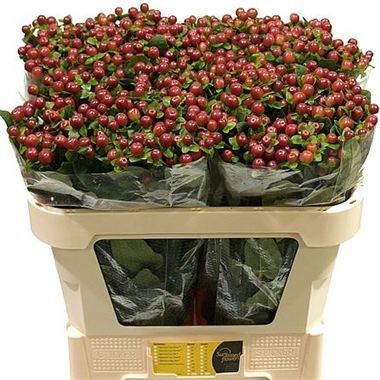 HYPERICUM COCO GRANDO