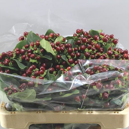 HYPERICUM COCO MONTANA