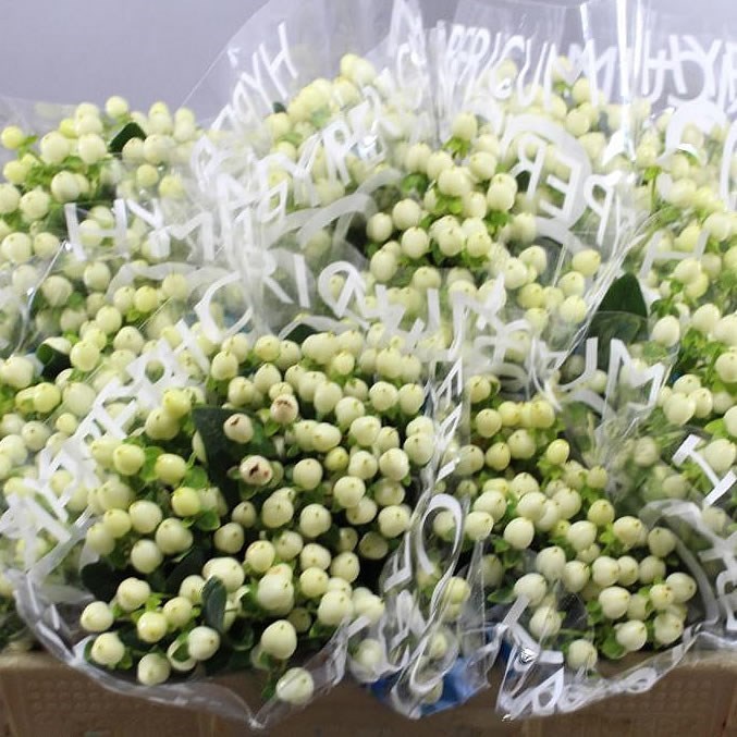 HYPERICUM COCO UNO