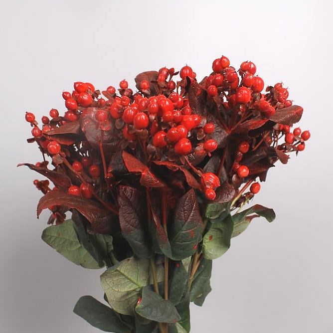HYPERICUM DYED RED