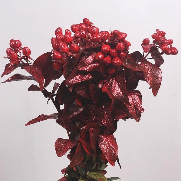 HYPERICUM DYED RED + GLITTER