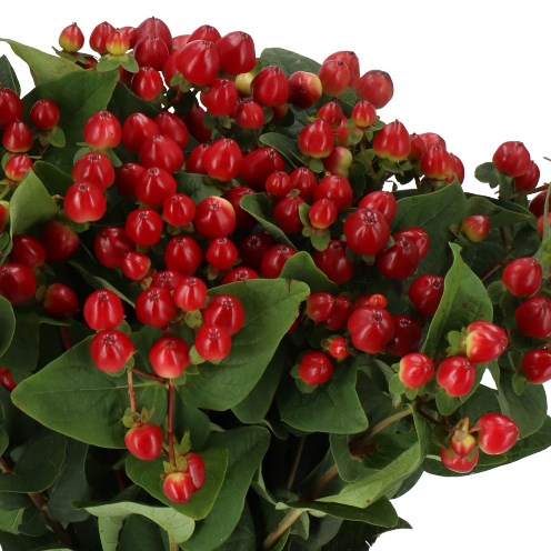 HYPERICUM MAGICAL LIGHTNING