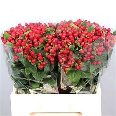 HYPERICUM MAGICAL TRIUMPH