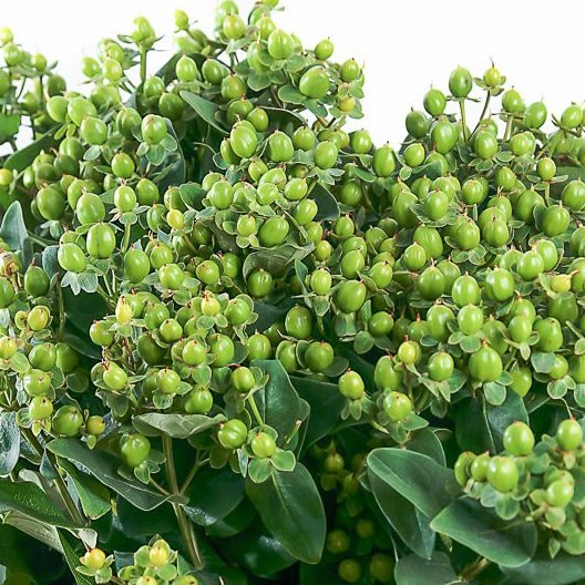 HYPERICUM MAGICAL VICTORIA